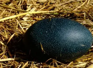 Emu egg