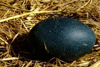 Emu egg