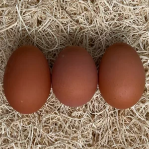 Partridge Penedesenca