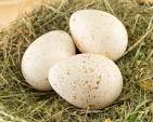 Turkey eggs